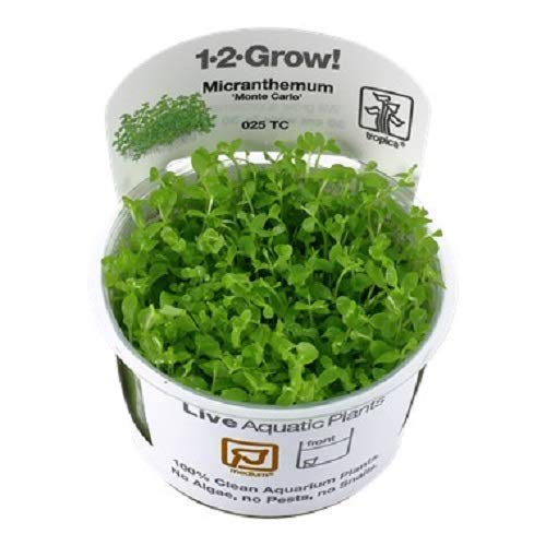 Tropica Micranthemum Monte Carlo 1 – 2-grow flotante frogbit Tissue Culture in vitro planta para Acuario Camarón Safe & Caracol libre