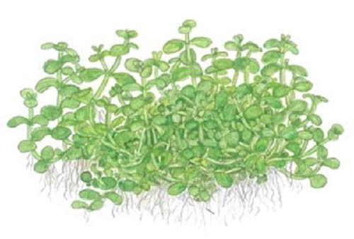 Tropica Micranthemum Monte Carlo 1 – 2-grow flotante frogbit Tissue Culture in vitro planta para Acuario Camarón Safe & Caracol libre