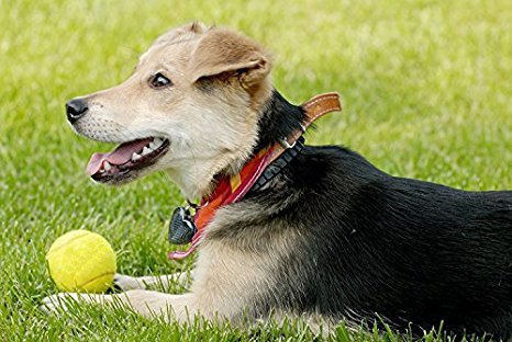 Westeng Pelotas Tenis Niño Profesional Mascota Perros Alta Elasticidad Dog Ball Tennis,3 Pcs