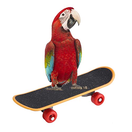 Zerodis 1 pieza Parrot Skateboard Perca Juguete Mini Entrenamiento Monopatín Divertido Juguete Inteligencia para Pájaros Pequeñas y Medianas Budgie Parakeet Cockatiels Lovebird Conure