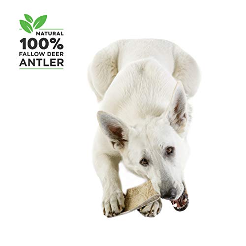100% Natural Mordedor Asta de Gamo para Perros Cuerno Masticar Juguete, Tamaño Medium