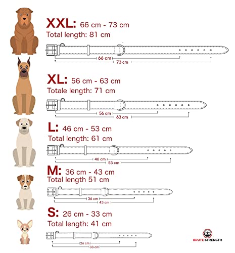 Brute Strength - Lujoso collar de cuero para perros - Marrón - XXL - (66 - 73) x 3,5 cm