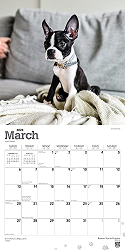 Calendario de pared cuadrado mensual de cachorros de Boston Terrier 2022 de 30,5 x 30,5 cm con cubierta estampada y pegatinas de StarGifts, animales razas de perros cachorros