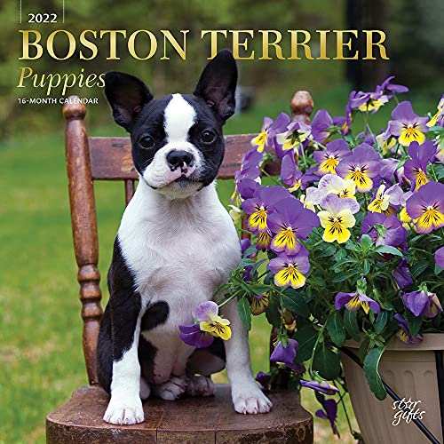 Calendario de pared cuadrado mensual de cachorros de Boston Terrier 2022 de 30,5 x 30,5 cm con cubierta estampada y pegatinas de StarGifts, animales razas de perros cachorros