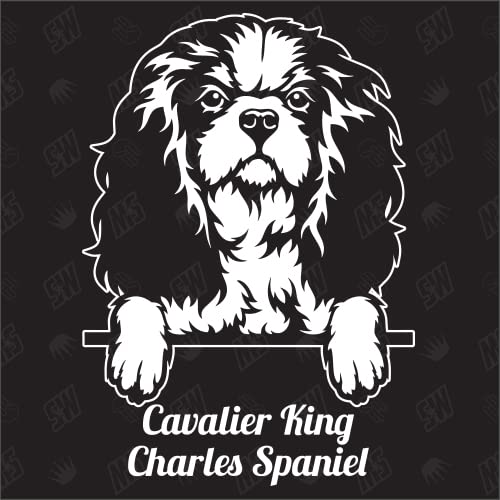 Cavalier King Charles Spaniel Versión 1 - pegatina, pegatina para perro, coche, razas de perros, pegatina, mestizo, mezcla, animales, mascota (también posible con desear)