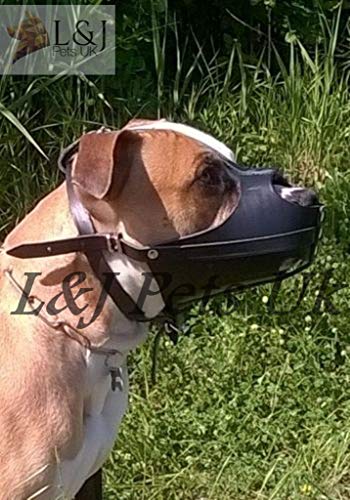 Champion /L&J Pets UK Nuevo hocico fuerte de cuero real perro para American Staffordshire Terrier Amstaff (A1, negro)