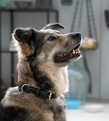 Collar de piel para perros – muy resistente y elegante collar de piel auténtica – Collar para perros pequeños y grandes (S (34 – 41 cm)