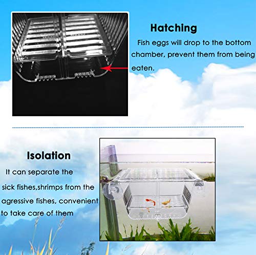 Criadero de peces Warmtone: Caja flotante de cría de peces con rejilla extraíble