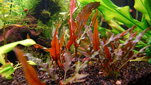Cryptocoryne wendtii 'Mi OYA' – 1 ramo – Planta de acuario vivo