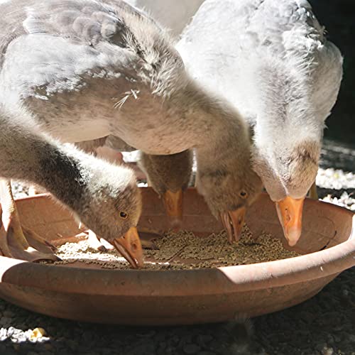 DuckGold - Pienso de pato y granos de ganso (10 kg)
