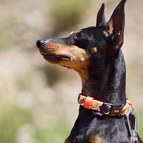 DUKIER - Collar para Perros, Regulable, Ajustable, Accesorio Mascotas, Neopreno, Resistente, Heladog, Talla XS