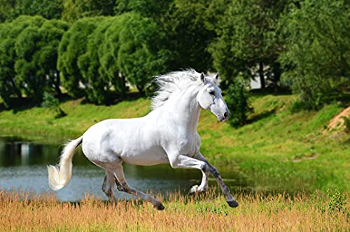 Equine Synergy Espirulina de alta potencia 500 g para caballos y caballos, 100% pura con más de 2000 vitaminas, minerales y nutrientes para mejorar la salud y reforzar el sistema inmunológico