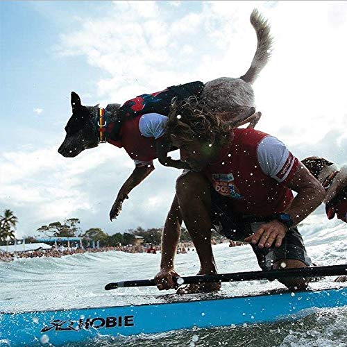 EzyDog Chaleco Salvavidas para Perros - DFD - Ideal para Natación y para que tu Cachorro esté Seguro en el Agua, Perros Seguridad Natación Ropa (M, Rojo)