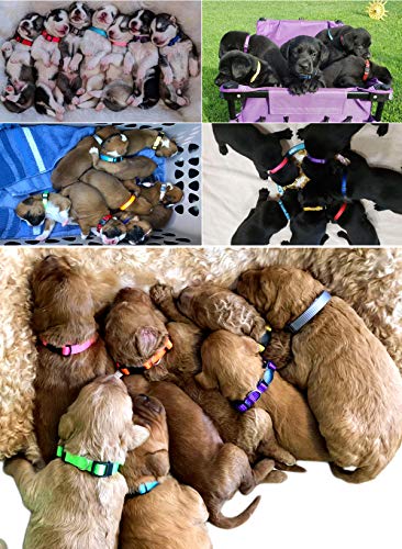 HOLLIHI - Juego de 14 collares de identificación para cachorros de nailon suave para cachorros con cartas de registro y cuello de 17,8 cm - 26 cm
