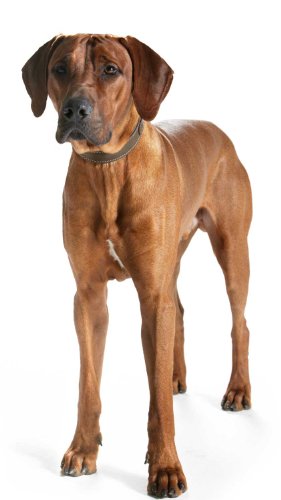 HUNTER Hunting Comfort - Collar de Piel para Perro, antitensión, Suave, Resistente, 65 (L-XL), Color marrón