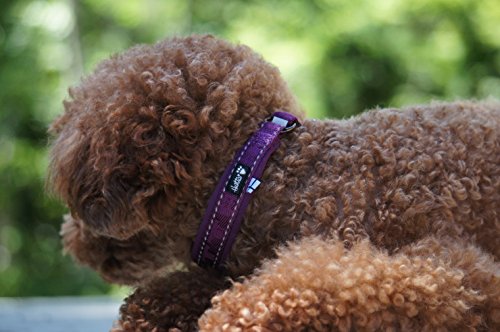 Hurtta - Collar semielástico acolchado casual para perro, color morado, talla S para perro, semiestrangulador casual púrpura talla S