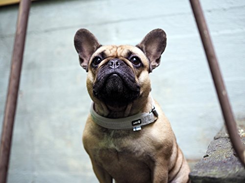 Hurtta - Collar semielástico acolchado para perro, color gris, talla XL para perro, semiestrangulador casual gris, talla XL