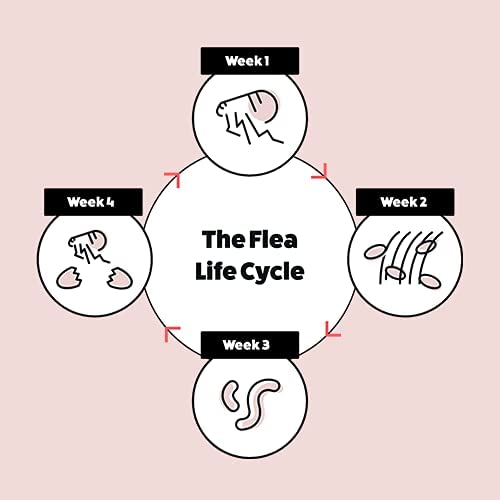 Itch | Solución puntual de tratamiento de pulgas para gatos | Mata pulgas, piojos y garrapatas | Con fipronil y S-metopreno | 6 pipetas