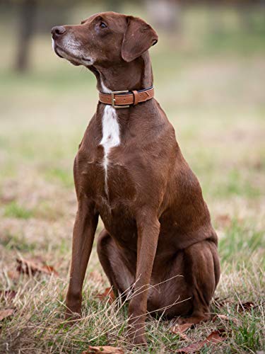 Jack & Russell Premium Leder Hunde Halsband Lilly - Lederhalsband Kalbleder - Hundehalsband Echtleder Lilly (L - Circunferencia del Cuello 40.0-48.5 cm, Marrón/Negro)