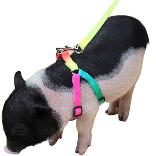 JKGHK Correa de arnés Ajustable Mini Pig para Hog Piggy y Otros Animales pequeños Viajes al Aire Libre