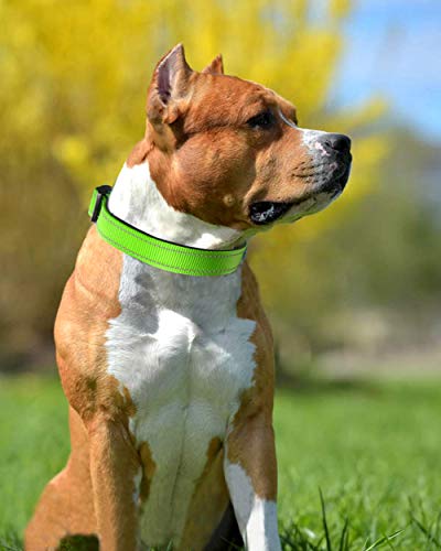 Joytale Collar Perro Reflectante,Nylon Collar Acolchado con Neopreno,Ajustable para Perros Grande,40-60cm,Verde
