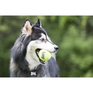 KONG - Pelotas Squeakair - Juguete para Perro Premium Squeak Pelotas de Tenis, Suaves en los Dientes (Paquete de 3) - para Perros pequeños