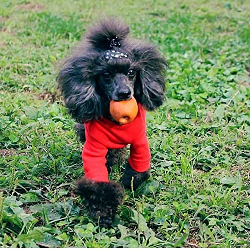 Lanco - Juguete para mascotas, Huevo Ríe Grande, Caucho Natural (Látex), Color Rojo