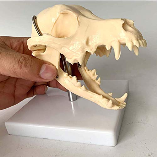 Modelo Educativo Modelo de Calavera de Perro - Material de PVC Cabeza de Calavera Animal Hueso Natural Modelo anatómico - Suministros de taxidermia para Perros Arte Bone Vet Medicine