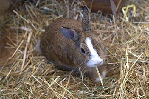MovilCom® - Heno de Alta montaña para Hamster heno Natural para Mascotas pequeñas heno con Hierbas 400g