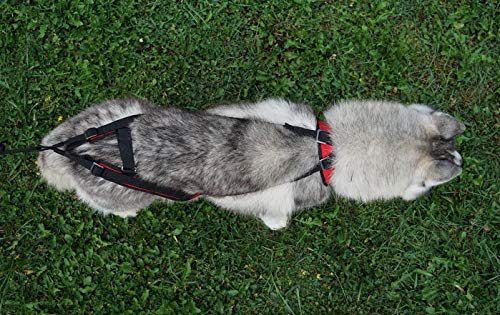 Northern Howl Power Race - Arnés ajustable para perros con espalda descubierta, para Bikejöring Dogscooting Canicross