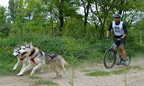 Northern Howl Power Race - Arnés ajustable para perros con espalda descubierta, para Bikejöring Dogscooting Canicross