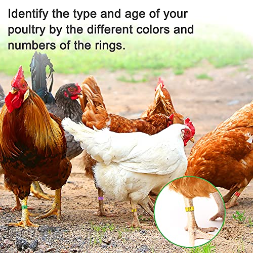 Paquete de 100 anillos de identificación para las piernas de gallinas, para gallinas, patos, pollos, góticos (5 colores, 20 mm)