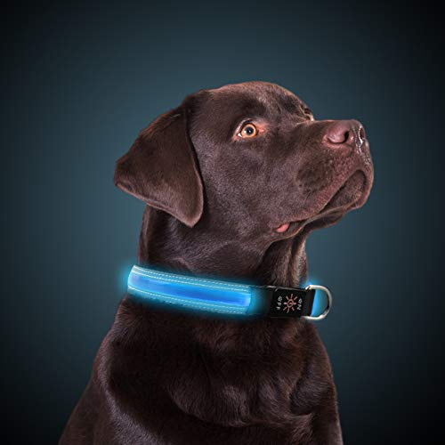 PetIsay LED Collar para Perros, Super Brillante con luz LED Recargable por USB, Collar de Perro Iluminado para Seguridad Nocturna, Resistente al Agua, tamaños Ajustables(Azul Real，S(30 - 40cm))