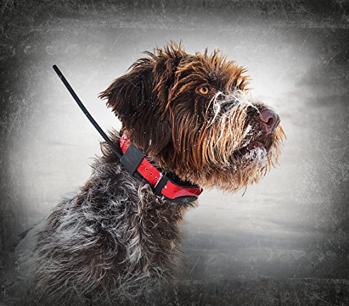PetSafe Sportdog tek Serie 2.0 - Accesorio para Collar de Perro