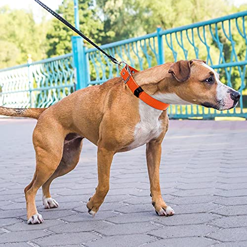 PZRLit Collar Perro Resistente con Suave Acolchado Neopreno, Hebilla de Metal y Anillo en D, Ajustable Transpirable Collares Perros Ancho para la Caminata Diaria Corriendo-Naranja,Medio