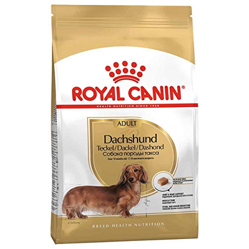 Royal Canin Dachshund - Alimento seco para perros (1,5 kg)