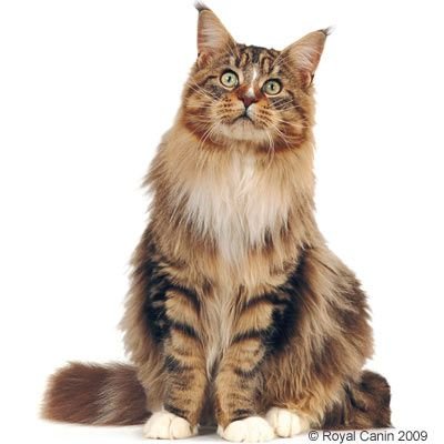 Royal Canin Maine Coon 10 kg