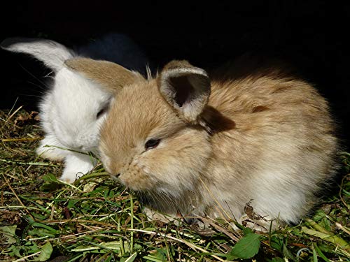 Sonnenberg Hof Heno 1 kg – Heno de pradera fresco, primer corte para conejos, cobayas, hámsters y roedores, heno de prado de montaña para animales pequeños