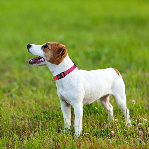Taglory Collar Perro, Collar Nylon Reflectante Neopreno Forrado Ajustable para Perros Pequeños, Fucsia