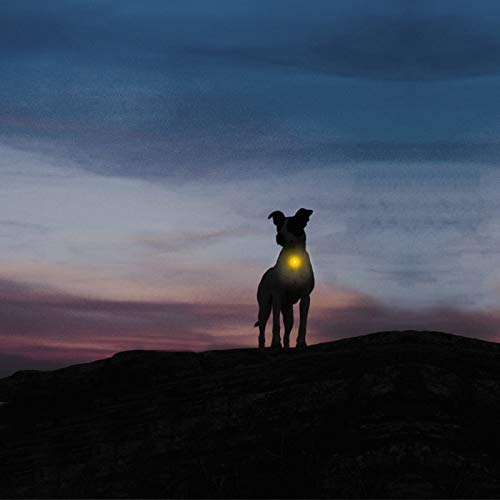 Taglory Luz LED Collares para Perro Clip-on, Luces de Seguridad Coloridas para Perros y Gatos, Collar Luminoso Perro Luz Impermeable, Colgante Perro Luz LED Noche(2 Baterías Adicionales), Amarillo