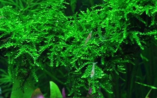 Tropica Vesicularia ferriei Llorando Musgo 1-2-Grow Cultura de tejido In Vitro Live Acuario Planta Camarones Seguro y Libre de Caracol