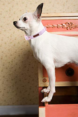 Unique Style Paws Collar para perro con pajarita ajustable o correa para perros y gatos, pequeño, mediano y grande