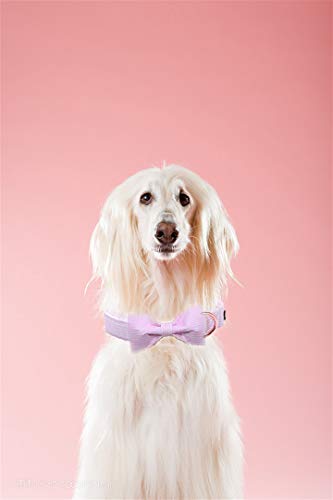 Unique Style Paws Collar para perro con pajarita ajustable o correa para perros y gatos, pequeño, mediano y grande