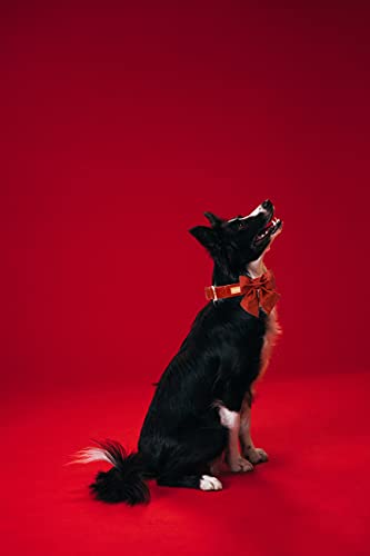 Unique style paws Collar para perros de seda mandarina, ajustable, resistente, con lazo, para boda, para cachorros y gatos pequeños