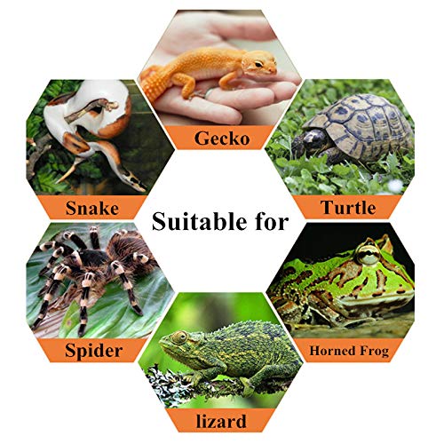 Vinnykud Caja de Alimentación de Insectos Recipiente para Animales pequeños Reptil acrílico Transparente arañas,escarabajos,lagartijas,Escorpiones,ciempiés y Ranas cornudas geco Prevenir Huir diseño