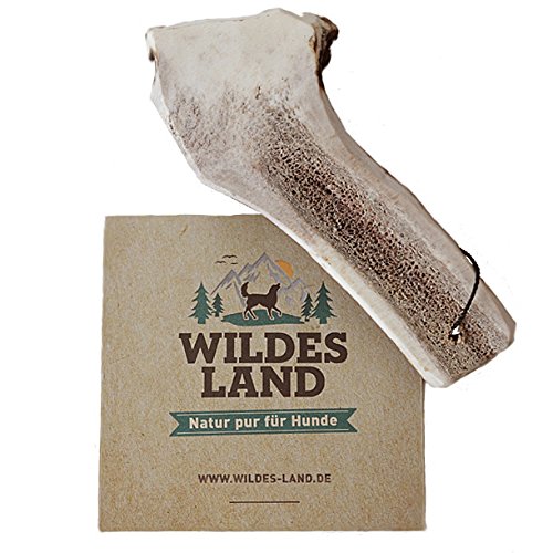 Wildes Land - Cornamenta de ciervo media - S - Cornamentos naturalmente extraídos - Producto natural puro sin aditivos - Sin olor - No se astilla - Ayuda a la limpieza dental - Tentempié de astas