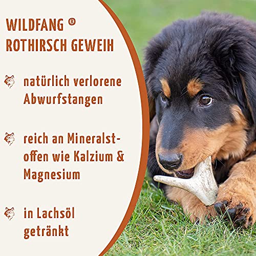 Wildfang® Ciervo rojo mastico huesos para perros | Astas de ciervo con aceite de salmón | XL