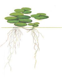 6 plantas de Amazon Frogbit (Limnobium laevigatum), flotantes, vivas para acuario, tamaño mediano