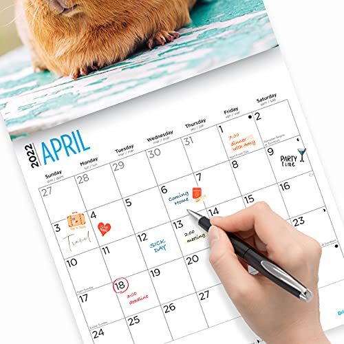 Bright Day - Calendario de pared para conejillos de indias 2022, 30,5 x 30,5 cm, lindo animal peludo mascota