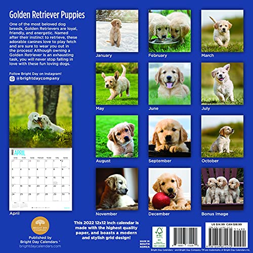 Calendario de pared Golden Retriever 2022 por Bright Day, 12 x 12 pulgadas, lindo perro